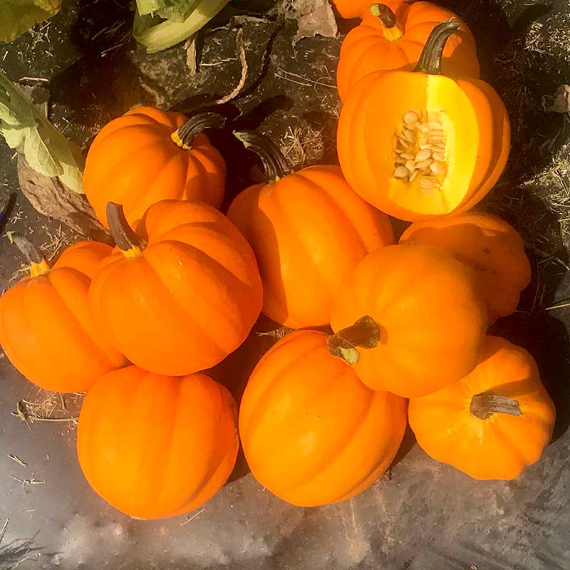 Squash Goldilocks F1 Seed
