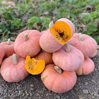 Squash Pink Panther F1 Seed