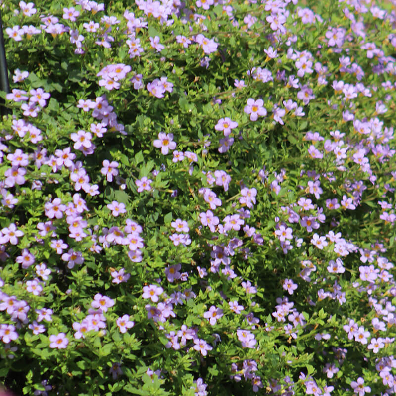 Bacopa Blutopia® Seed