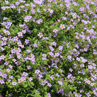 Bacopa Blutopia® Seed