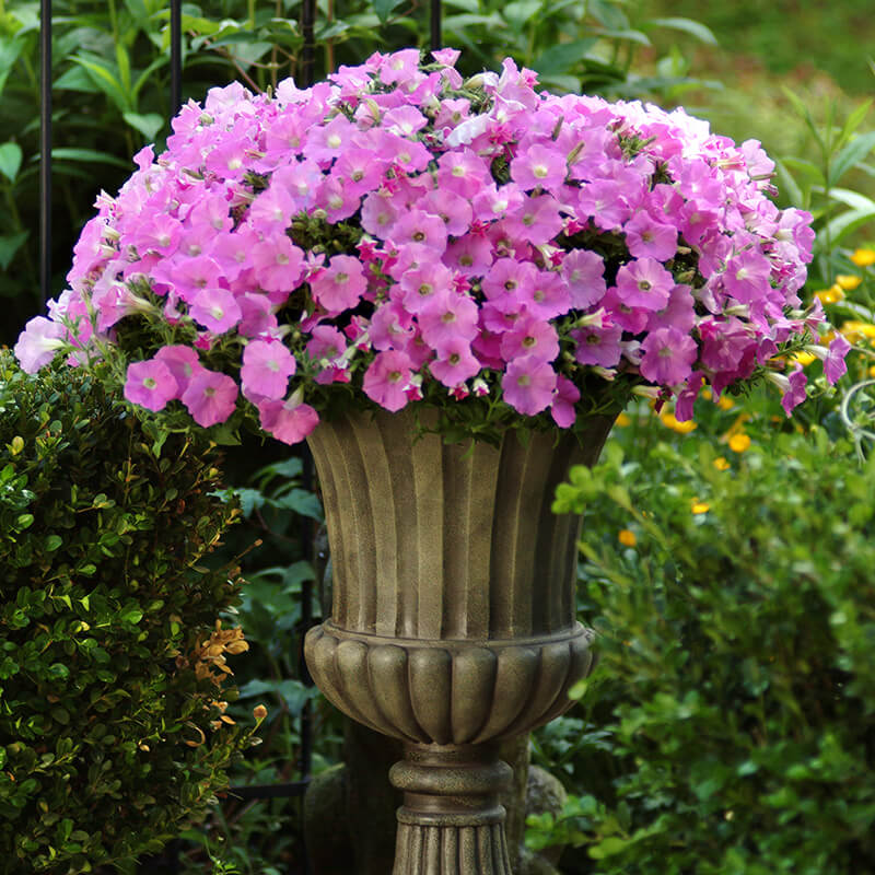 Petunia Shock Wave Pink Shades F1 Seed