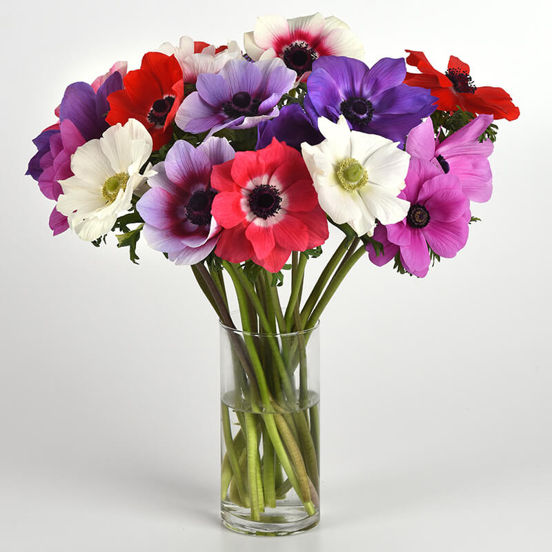 Anemone Mona Lisa Mix F1 Seed