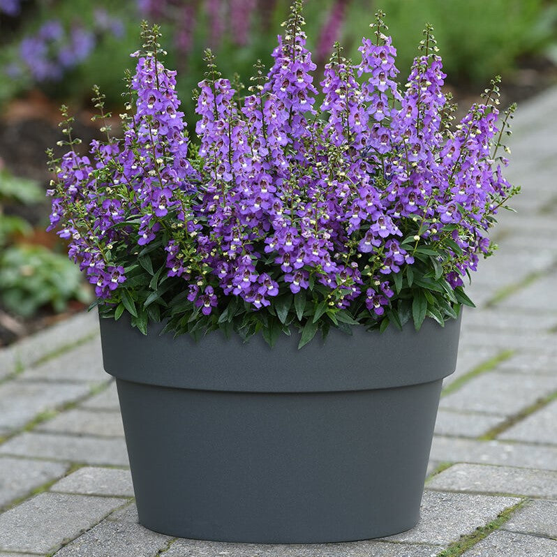Angelonia Serena Blue F1 Seed