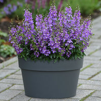 Angelonia Serena Blue F1 Seed