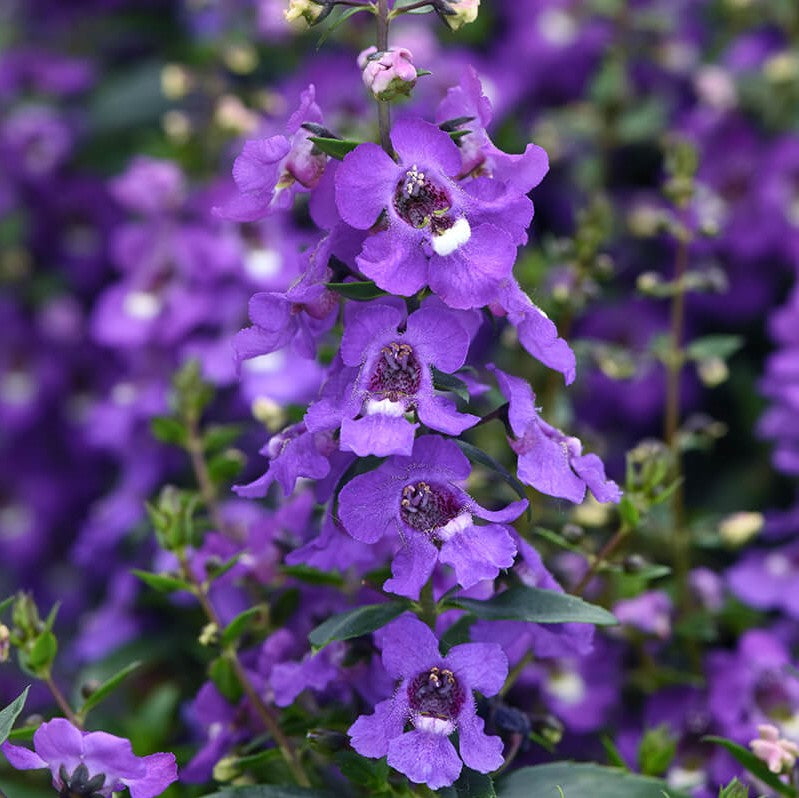 Angelonia Serena Blue F1 Seed