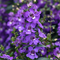 Angelonia Serena Blue F1 Seed