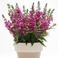 Angelonia Serenita Raspberry F1 Seed