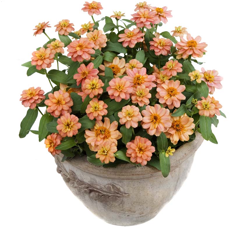 Zinnia Profusion Double Deep Salmon Seed