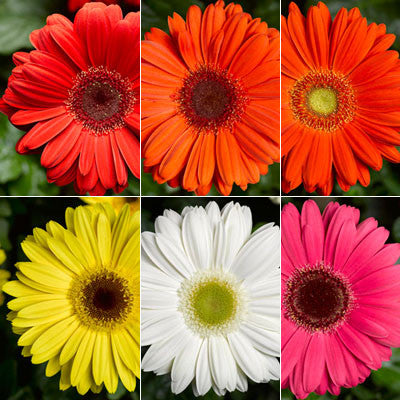 Gerbera Bengal Mix F1 Seed