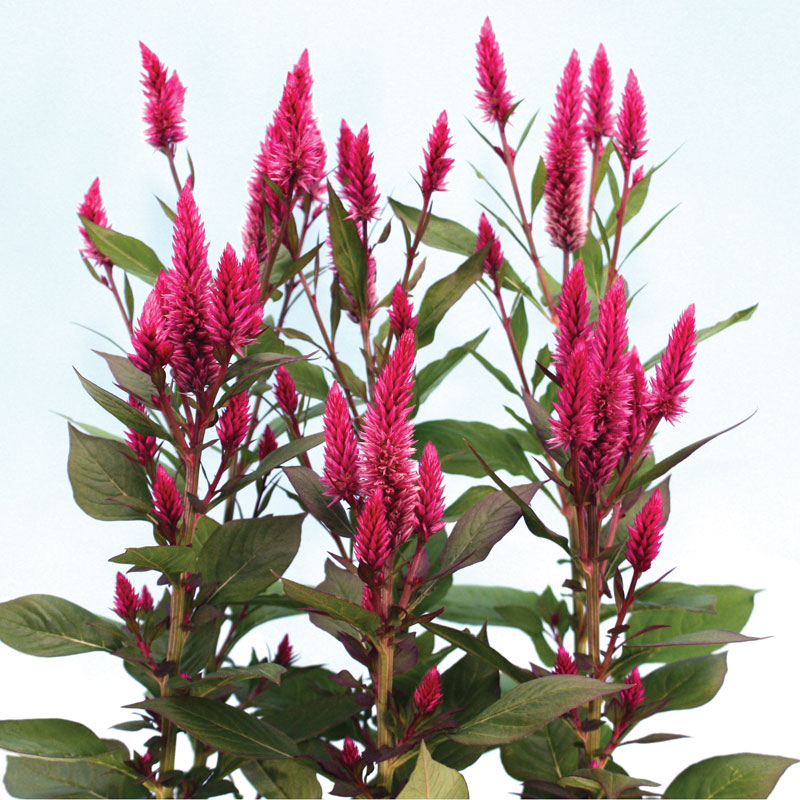 Celosia Asian Garden Seed