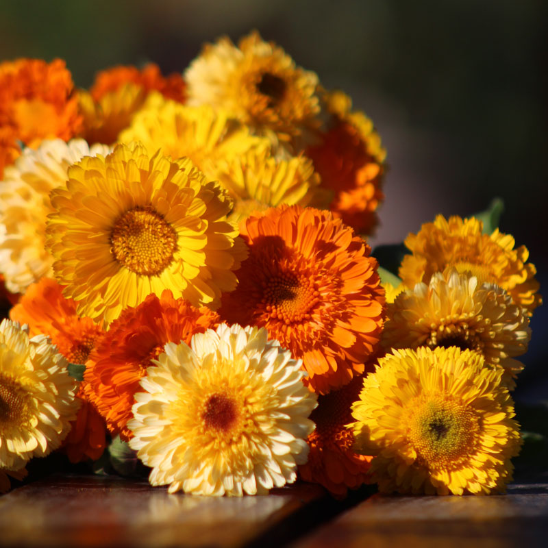 Calendula Kinglet Formula Mix Seed