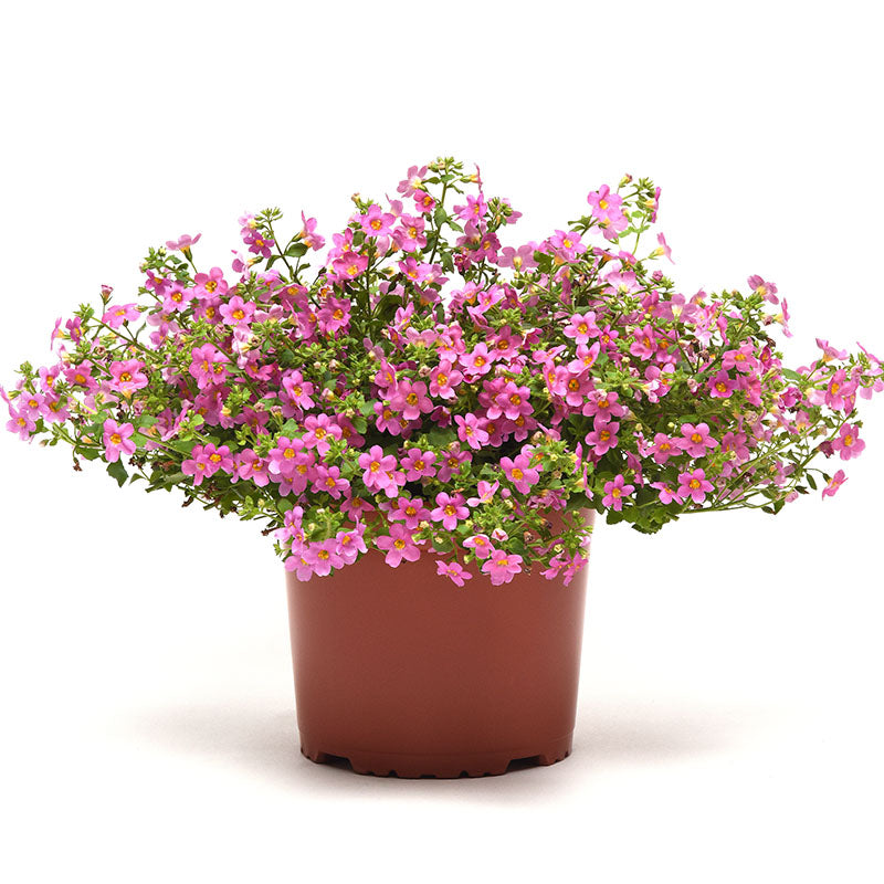 Bacopa Pinktopia® Seed