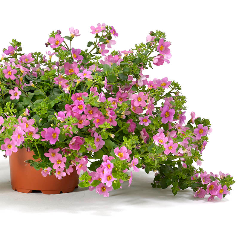 Bacopa Pinktopia® Seed