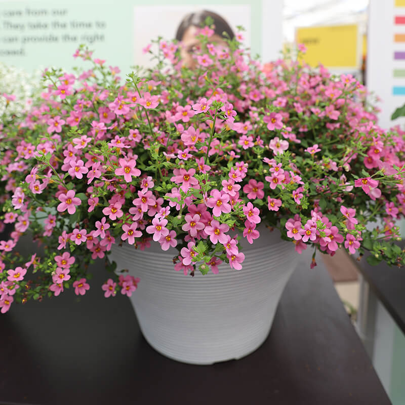 Bacopa Pinktopia® Seed