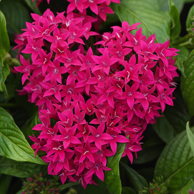 Pentas Lucky Star Lipstick F1 Seed