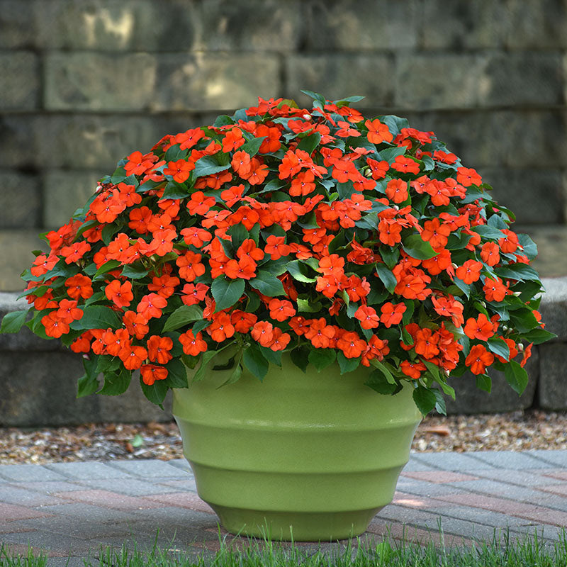 Impatiens Beacon Orange Imp Seed