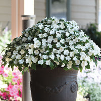 Impatiens Beacon White Seed
