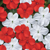 Impatiens Beacon Cape Pine Mix Seed