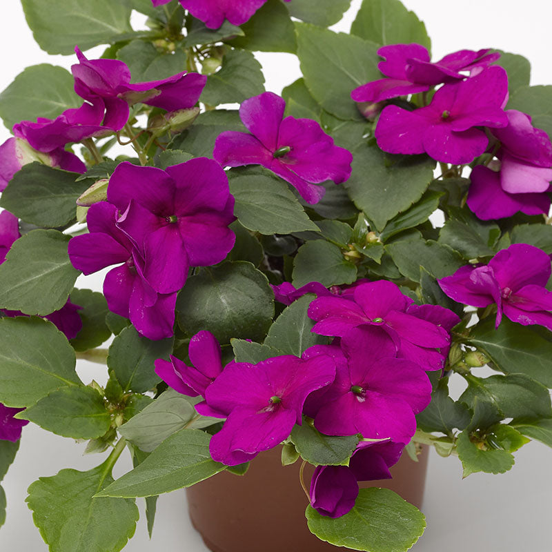 Impatiens Imara XDR Purple F1 Seed
