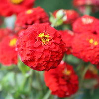 Zinnia Oklahoma Scarlet Seed