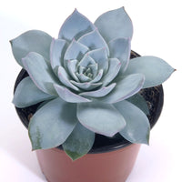 Echeveria Peacockii Urban Orange Seed