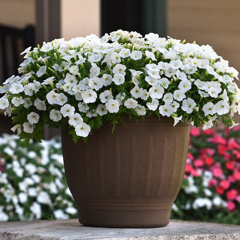 Petunia Shock Wave White F1 Seed