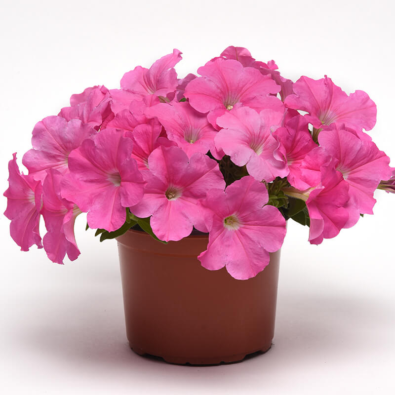 Petunia E3 Easy Wave Pink F1 Seed