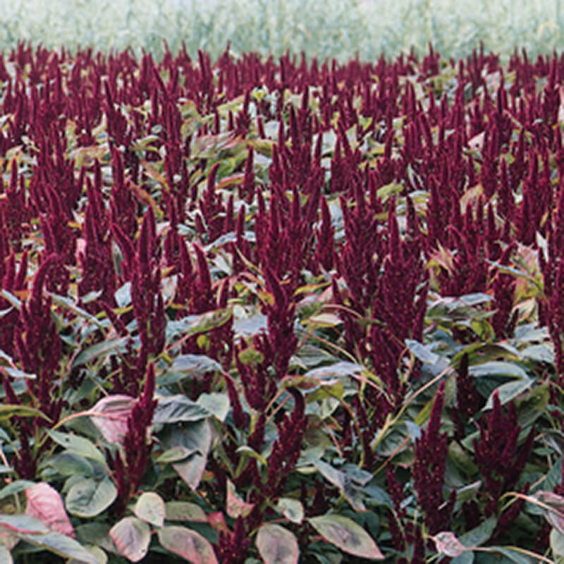 Amaranthus Pygmy Torch Seed
