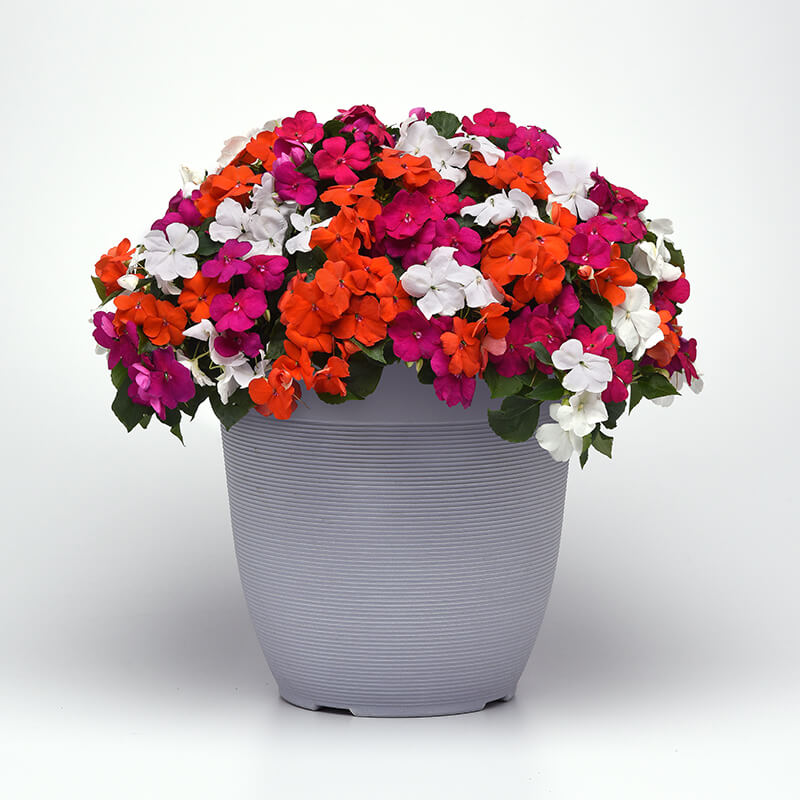 Impatiens Beacon Lindau mix Improved F1 Seed