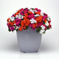 Impatiens Beacon Lindau mix Improved F1 Seed