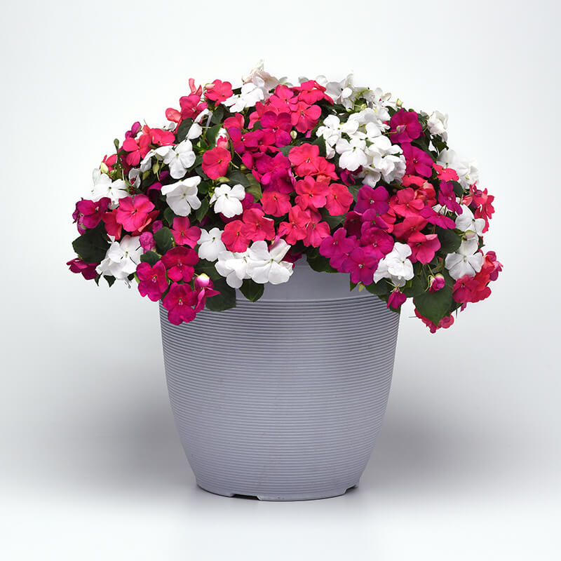 Impatiens Beacon Portland Mix Improved F1 Seed