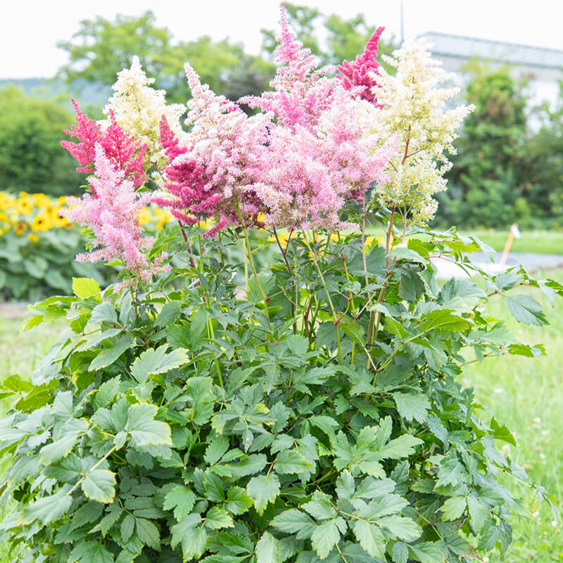 Astilbe Rhapsody F1 Seed