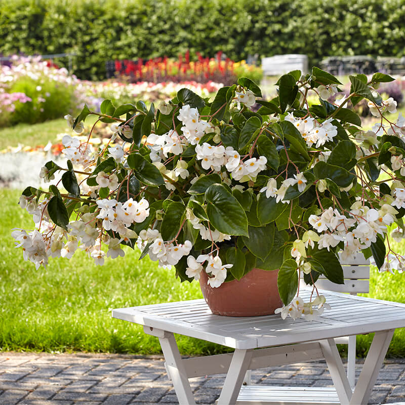 Begonia Dragon Wing White Improved F1 Seed