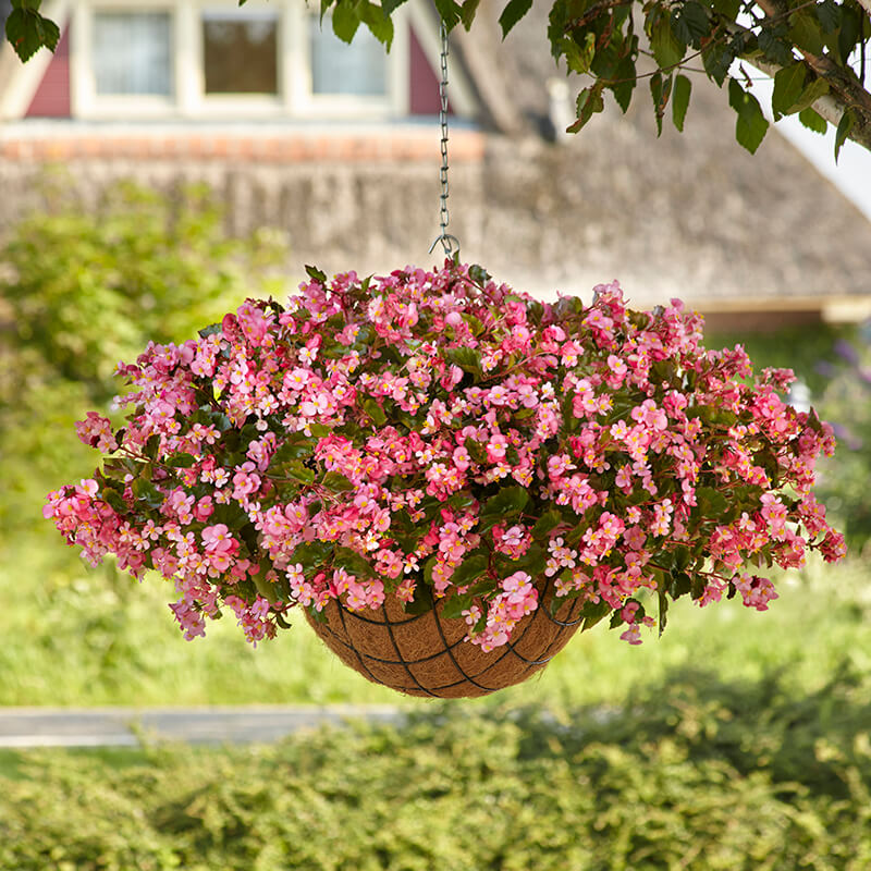 Begonia Hula Pink F1 Seed