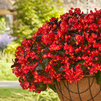 Begonia Hula Red F1 Seed
