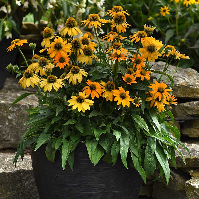 Echinacea Artisan Yellow Ombre F1 Seed