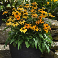 Echinacea Artisan Yellow Ombre F1 Seed