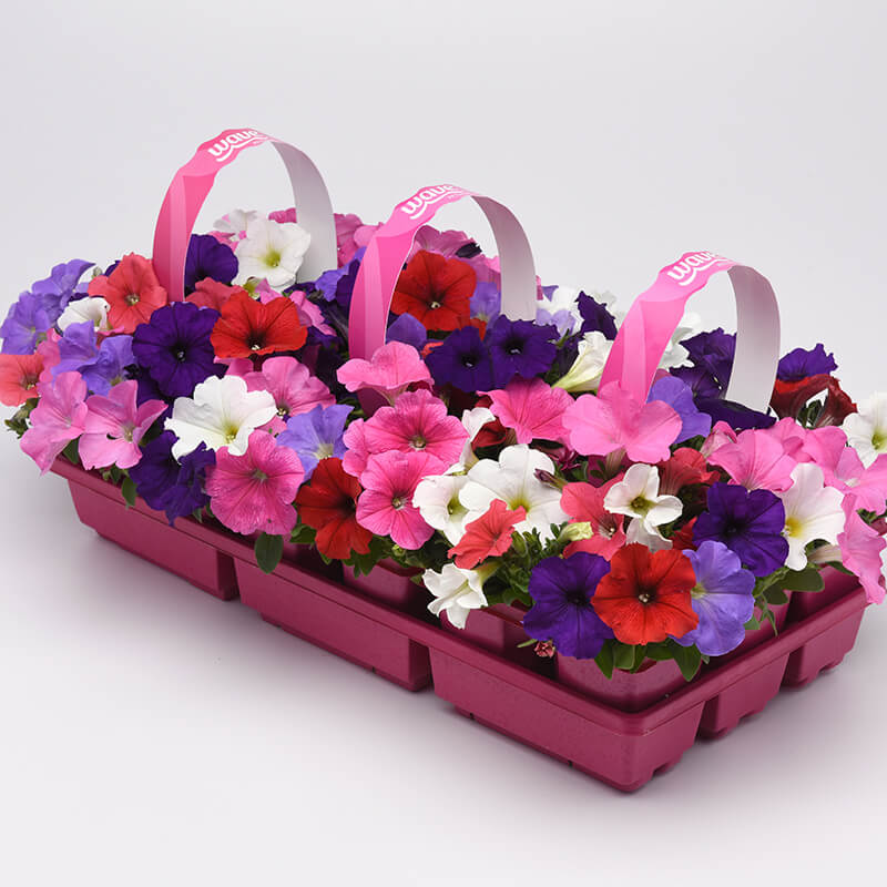 Petunia E3 Easy Wave Formula Mix F1 Seed