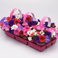 Petunia E3 Easy Wave Formula Mix F1 Seed