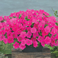 Petunia Opera Supreme Rose F1 Seed