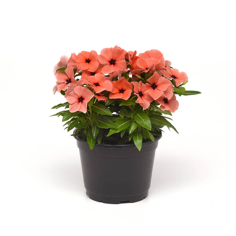 Vinca Tattoo Orange  Seed