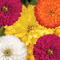 Zinnia Zydeco Mix  Seed