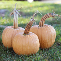 Pumpkin Hot Chocolate F1 Seed