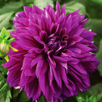 Dahlia Thomas Edison Tubers