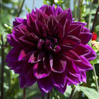 Dahlia Thomas Edison Tubers