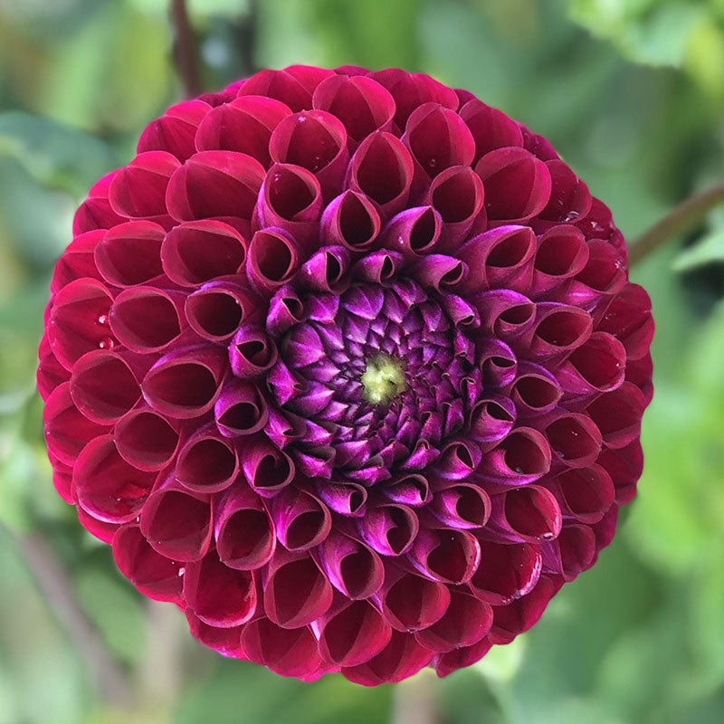 Dahlia Ivanetti Tubers