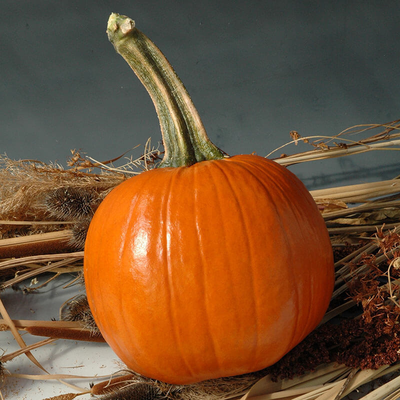 Pumpkin Early Abundance F1 Seed