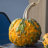 Pumpkin Miniwarts F1 Seed